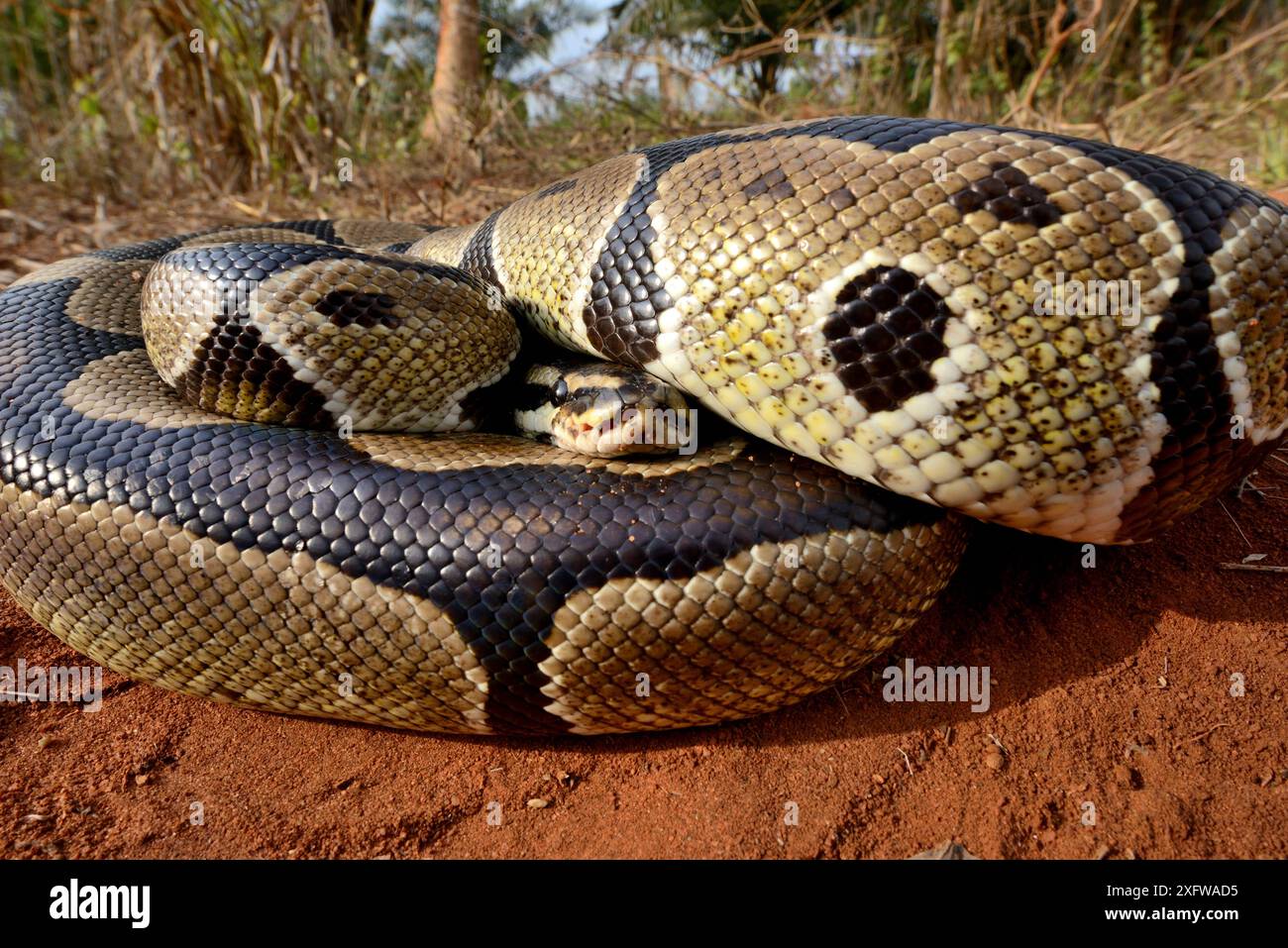 Python royal (Python regius) enroulé en boule, Togo. Conditions contrôlées Banque D'Images