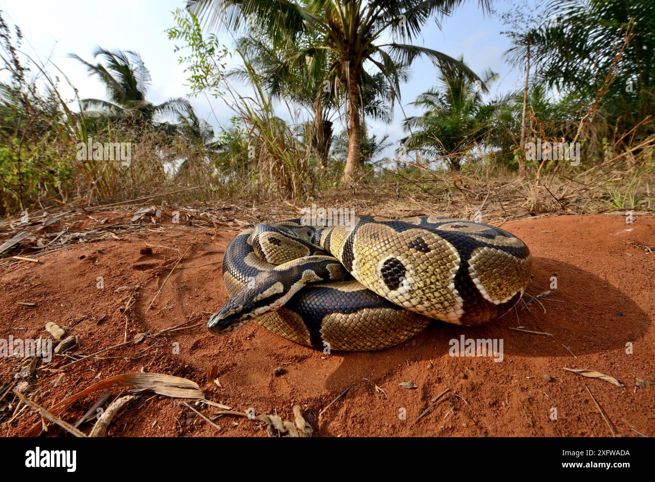 Python royal (Python regius) enroulé en boule, Togo. Conditions contrôlées Banque D'Images