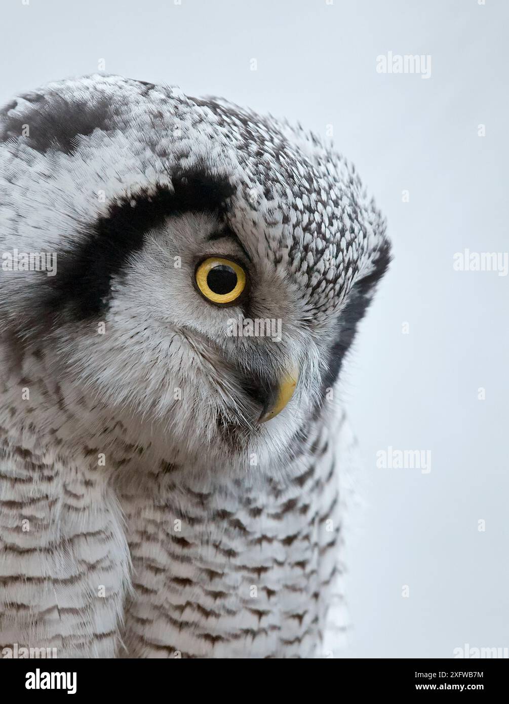 Portrait de Hawk Owl (Surnia ulula), Helsinki, Finlande, décembre. Banque D'Images