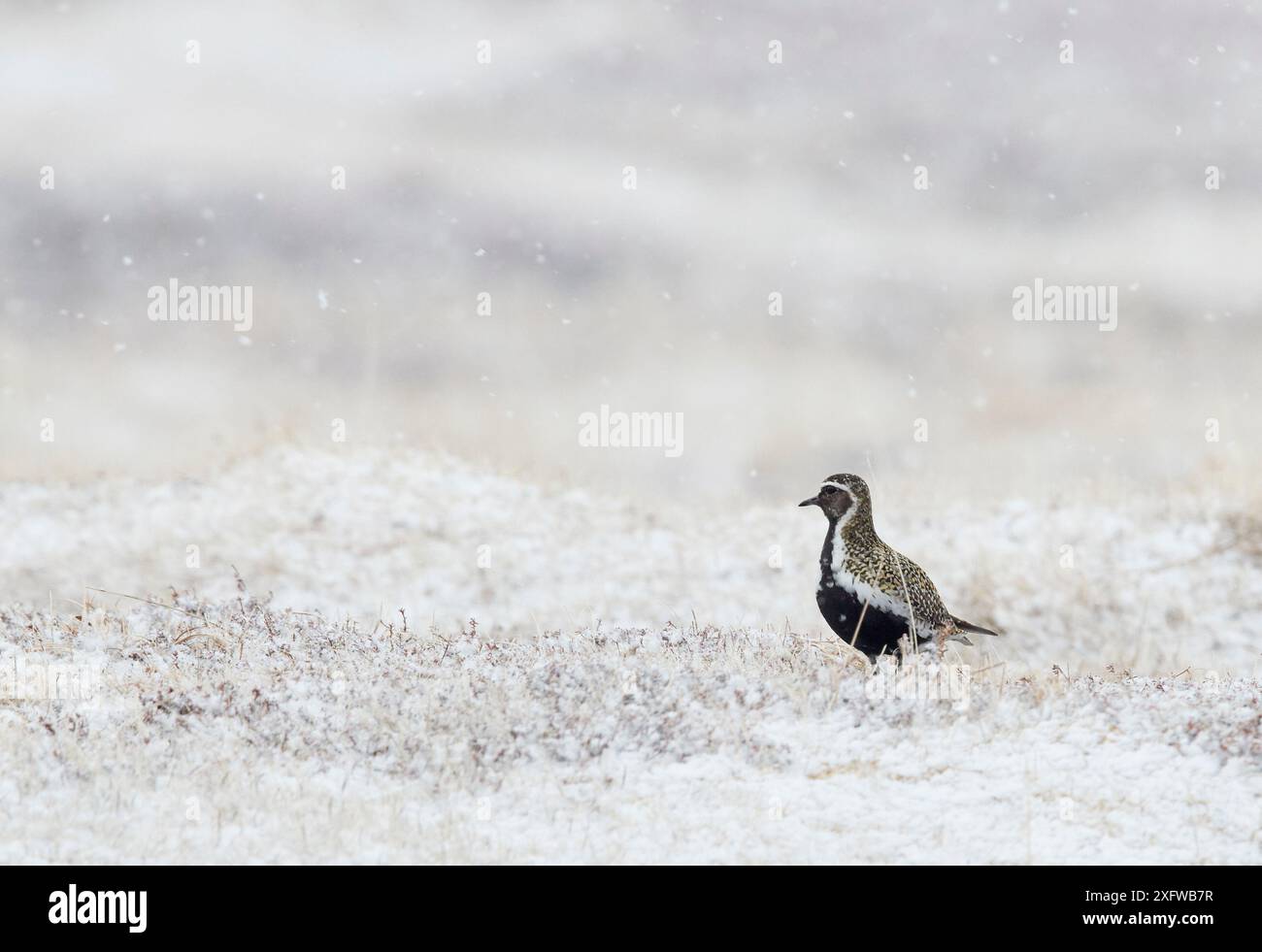 Pluviaria apricaria (Pluviaria apricaria) sur herbe enneigée, Vardo, Norvège, mai. Banque D'Images