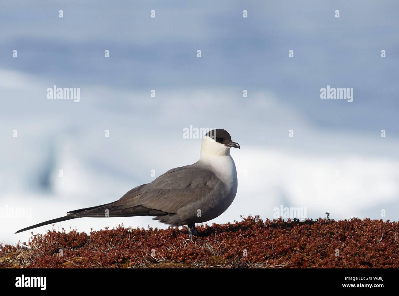 Skua à longue queue (Stercorarius longicaudus) au sol, Vardo, Norvège, mai. Banque D'Images