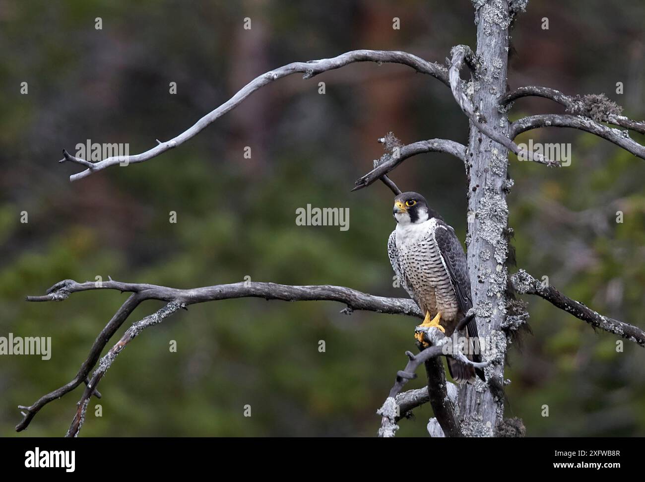 Faucon pèlerin (Falco peregrinus) perché sur un arbre, Vaala, Finlande, juillet. Banque D'Images