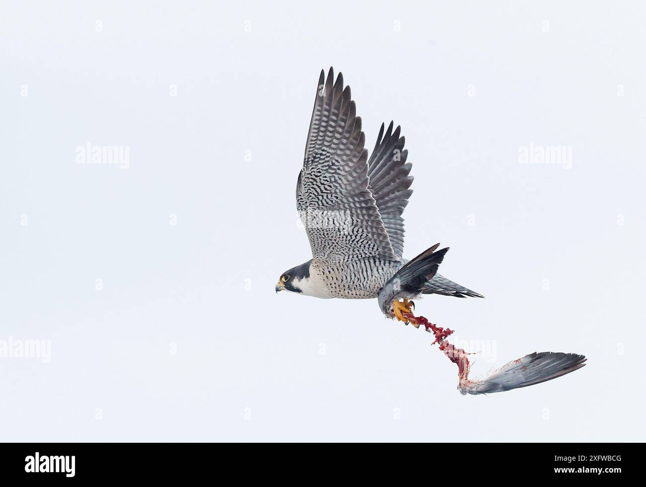 Faucon pèlerin (Falco peregrinus) porteur de proies, Canada, janvier. Banque D'Images