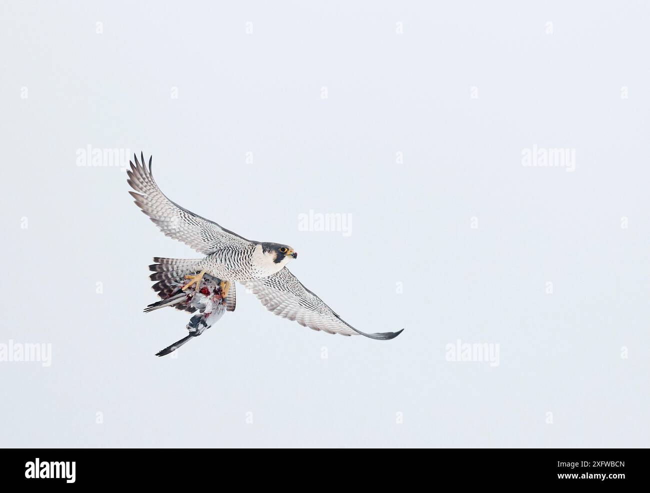 Faucon pèlerin (Falco peregrinus) porteur de proies, Canada, janvier. Banque D'Images