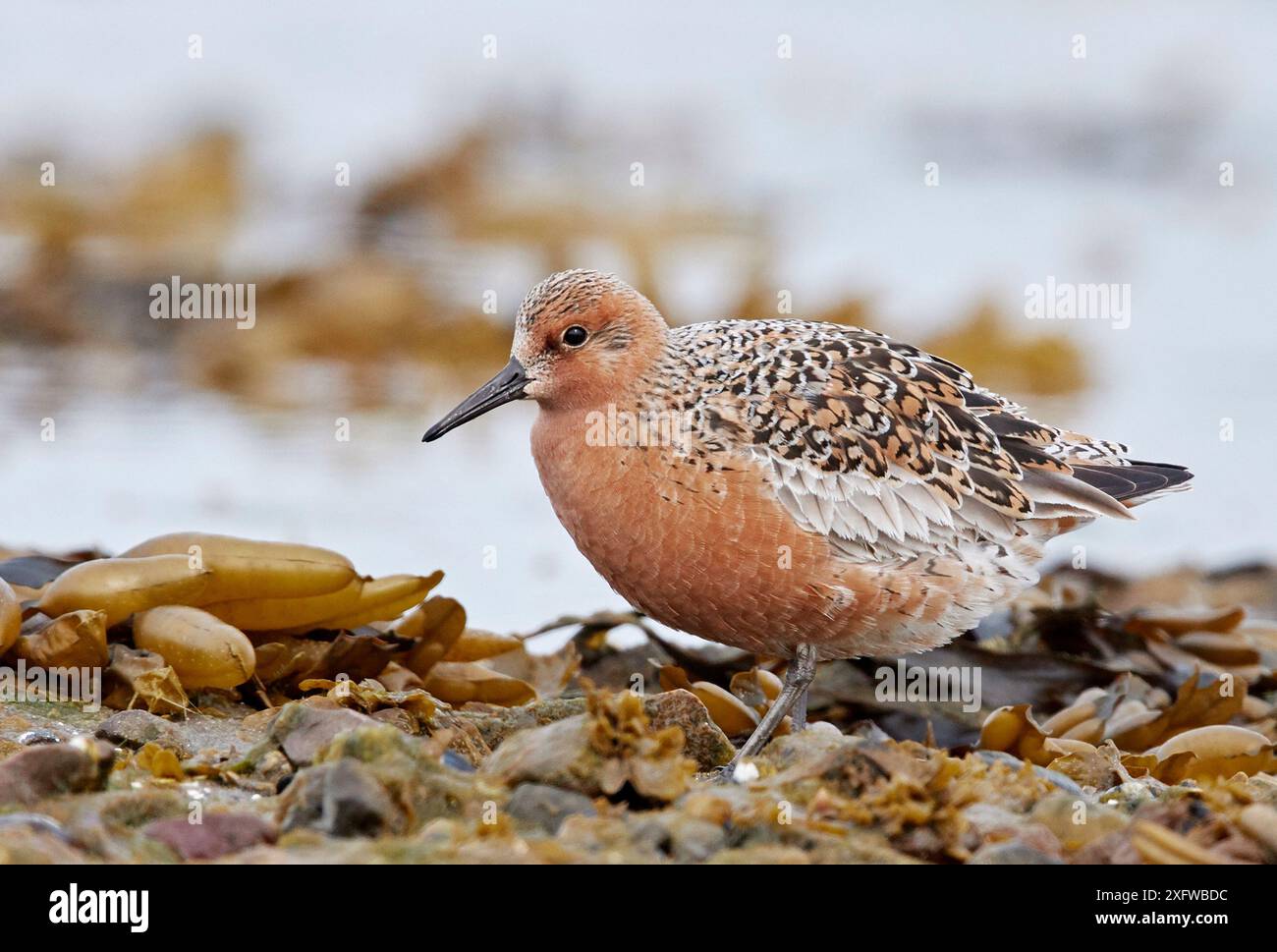 Red Knot (Calidris canutus) sur le rivage, Vardo, Norvège, mai. Banque D'Images