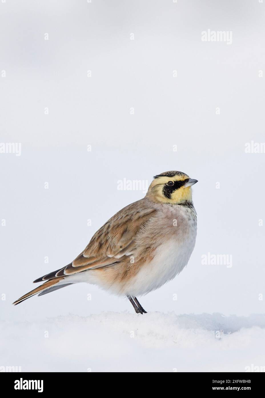 Alouette du rivage (Eremophila alpestris) dans la neige, Vantaa, Finlande, février. Banque D'Images