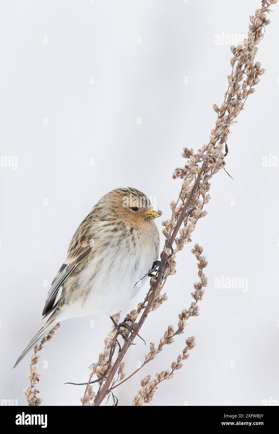 Twite (Carduelis flavirostris) perché sur une plante morte dans la neige, Vantaa, Finlande, février. Banque D'Images