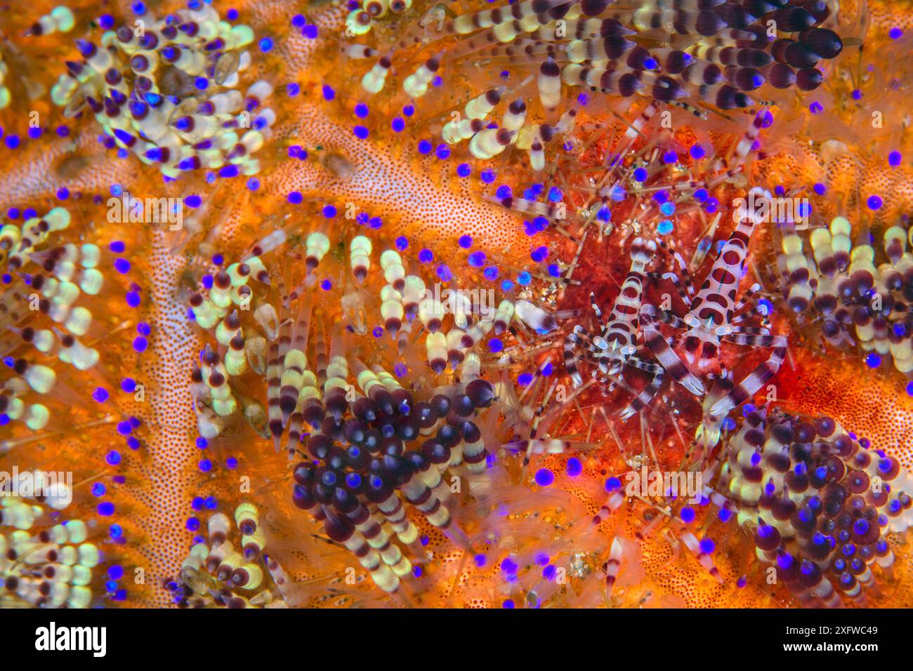 Paire de crevettes Coleman (Periclimenes colemani) vivant dans un oursin de feu (Asthenosoma varium). La femelle est la plus grosse crevette. Les oursins de feu sont l'un des plus grands et des plus venimeux oursins, leurs couleurs vives étant un avertissement de leur toxicité. Anilao, Batangas, Luzon, Philippines. Verde Island passages, Océan Pacifique occidental tropical. Banque D'Images