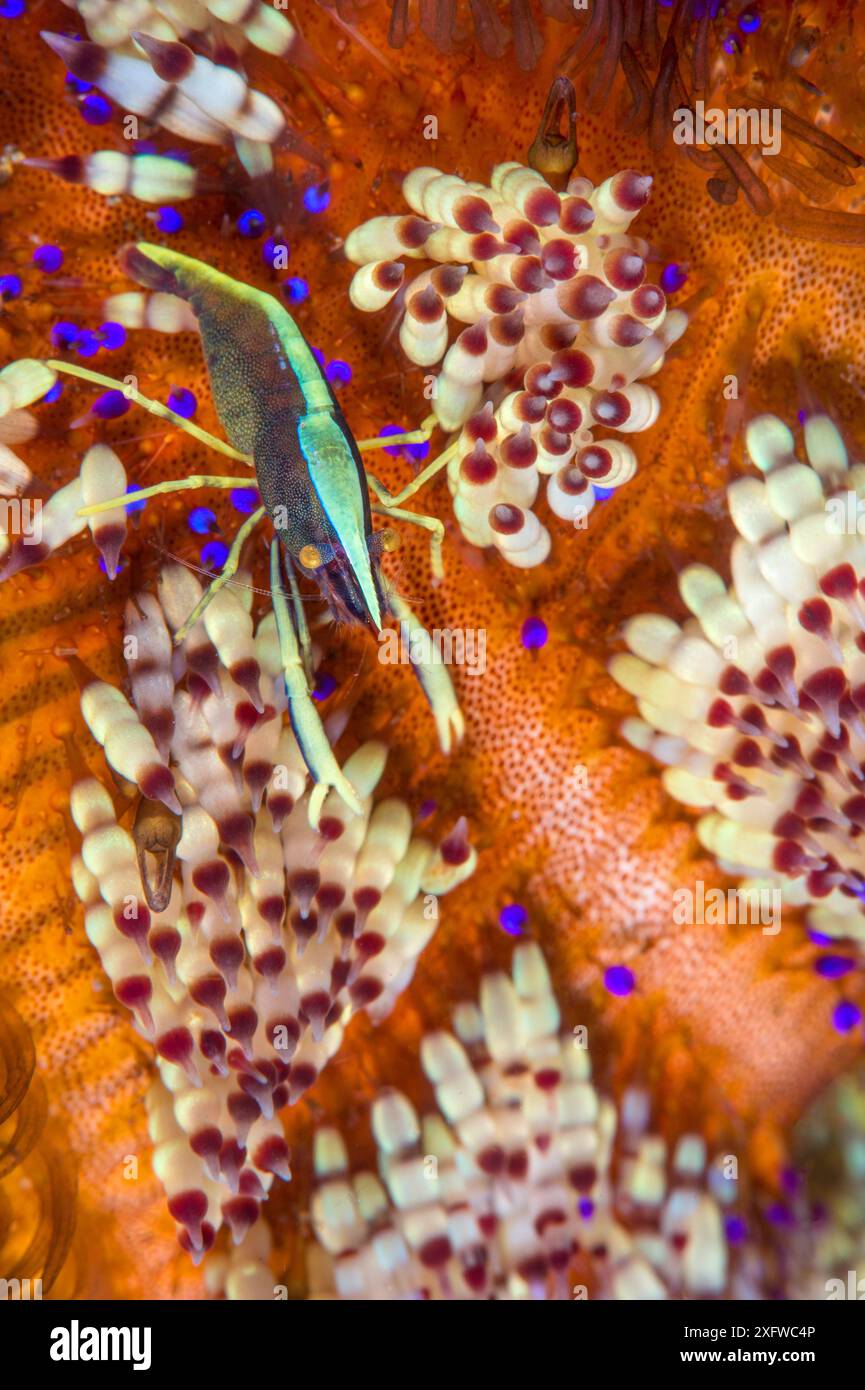 Crevette oursin (Allopontonia brooki) rampant à la surface d'un oursin (Asthenosoma varium). Anilao, Batangas, Luzon, Philippines. Verde Island passages, Océan Pacifique occidental tropical. Banque D'Images