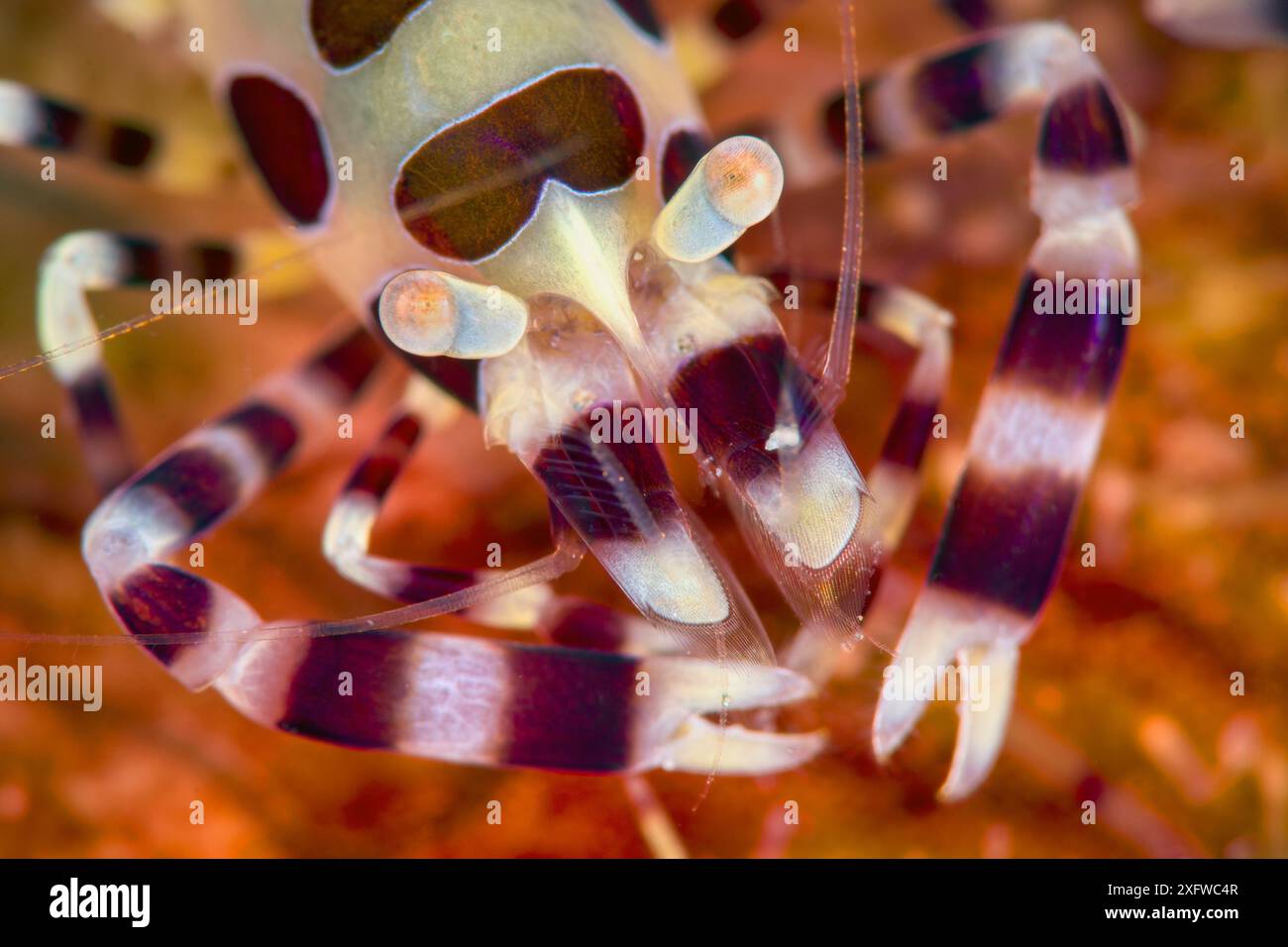 Crevette Coleman (Periclimenes colemani) en gros plan, sur un oursin de feu (Asthenosoma varium). Anilao, Batangas, Luzon, Philippines. Verde Island passages, Océan Pacifique occidental tropical. Banque D'Images