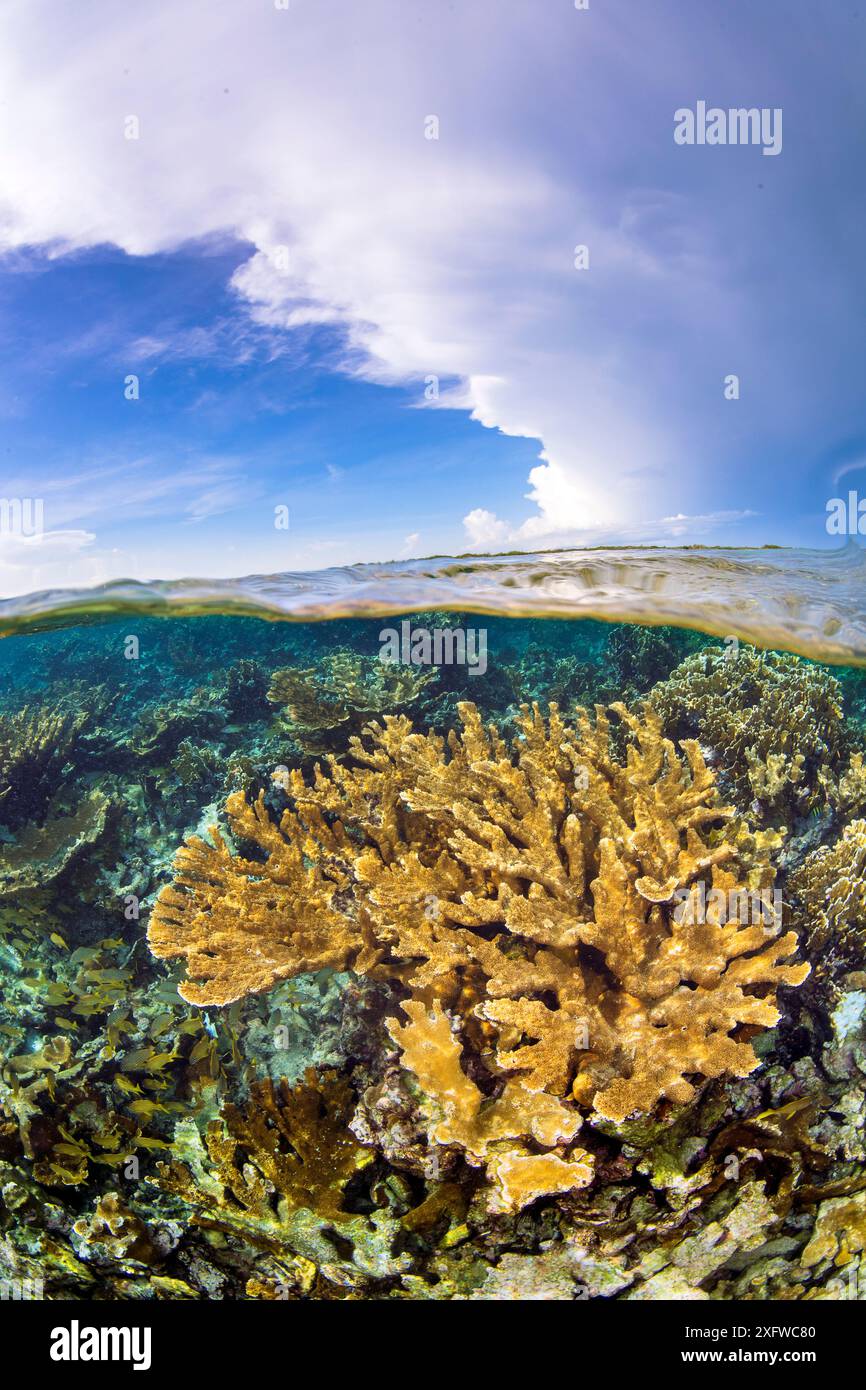 Image à niveaux divisés du corail Elkhorn (Acropora palmata) poussant en eau peu profonde. Jardines de la Reina, jardins du parc national de la Reine, Cuba. Mer des Caraïbes. Banque D'Images Image à niveaux divisés du corail Elkhorn (Acropora palmata) poussant en eau peu profonde. Jardines de la Reina, jardins du parc national de la Reine, Cuba. Mer des Caraïbes. Banque D'Images