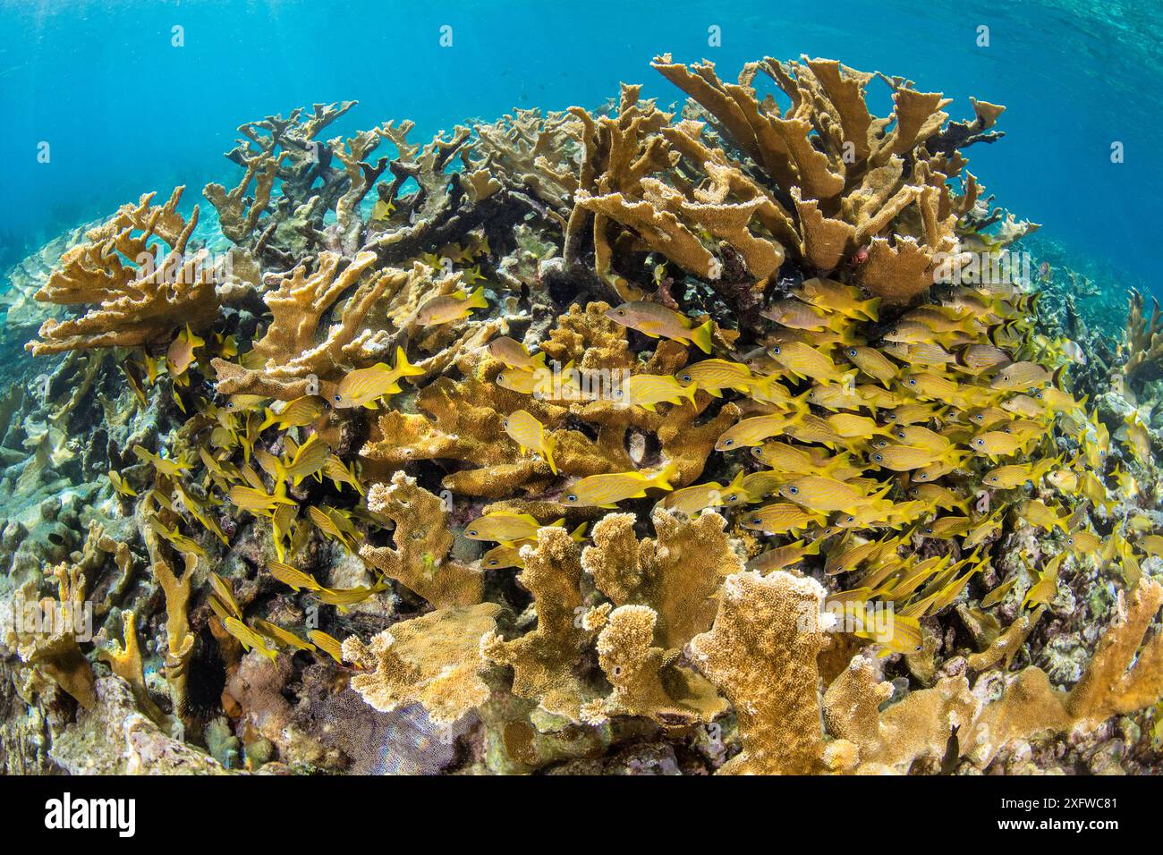 École de grognements français (Haemulon flavolineatum) abritent dans les coraux Elkhorn (Acropora palmata) poussant en eau peu profonde. Jardines de la Reina, jardins du parc national de la Reine, Cuba. Mer des Caraïbes. Banque D'Images École de grognements français (Haemulon flavolineatum) abritent dans les coraux Elkhorn (Acropora palmata) poussant en eau peu profonde. Jardines de la Reina, jardins du parc national de la Reine, Cuba. Mer des Caraïbes. Banque D'Images