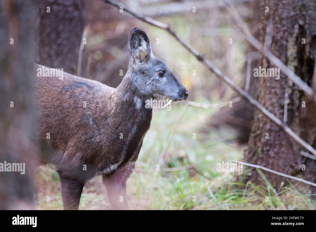 Cerf musqué de Sibérie (Moschus moschiferus) mâle, Irkoutsk, Russie. Octobre. Banque D'Images