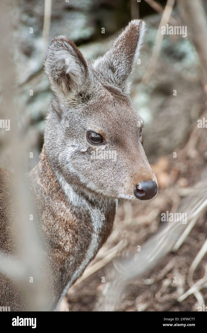 Femelle de cerf musqué de Sibérie (Moschus moschiferus), Irkoutsk, Russie. Febuary. Banque D'Images