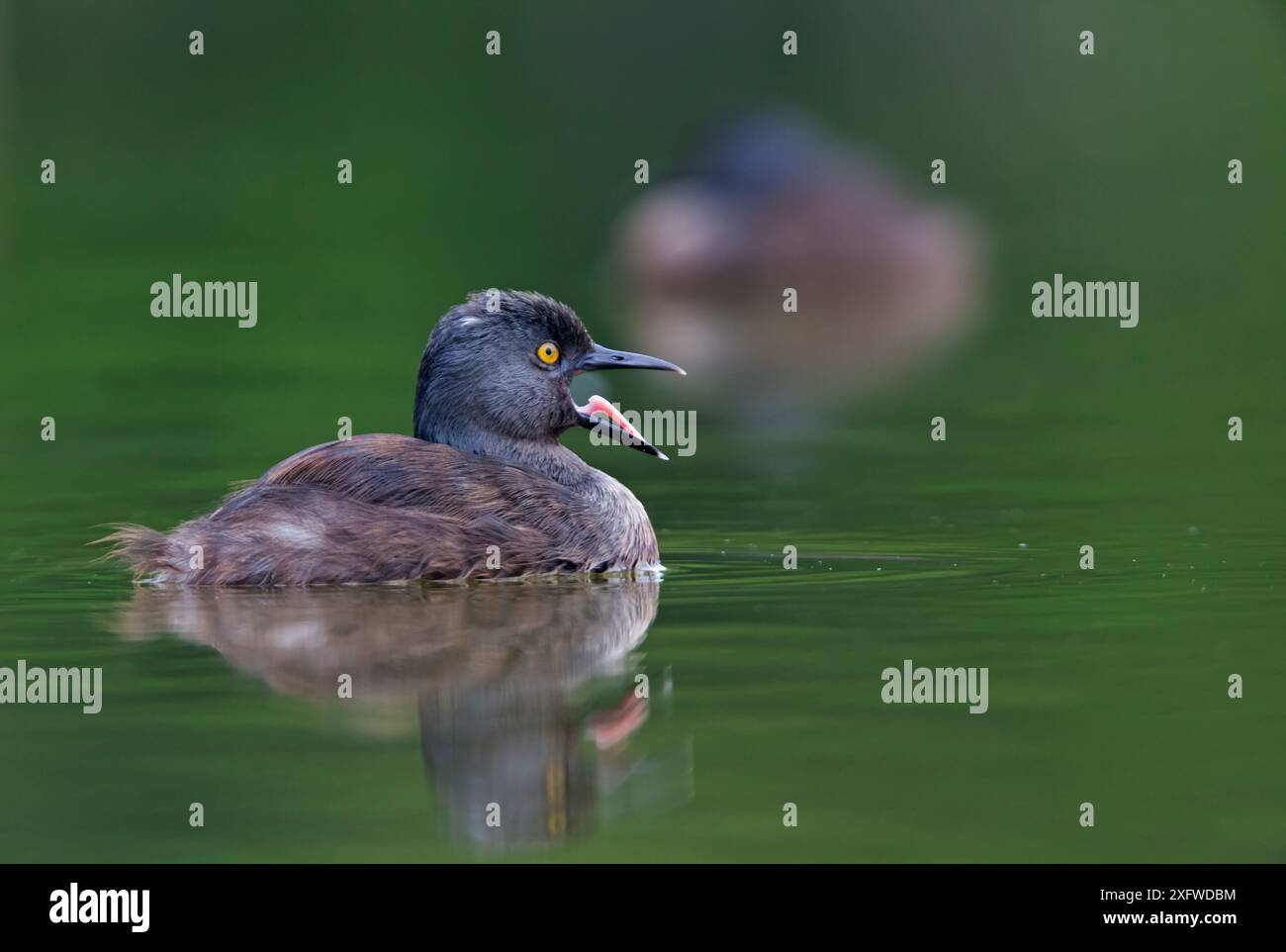 Moindres grebe (Tachybaptus dominicus), près de Bahia Cacaluta, Parc National Bahias de Huatulco, Oaxaca, sud du Mexique, août Banque D'Images