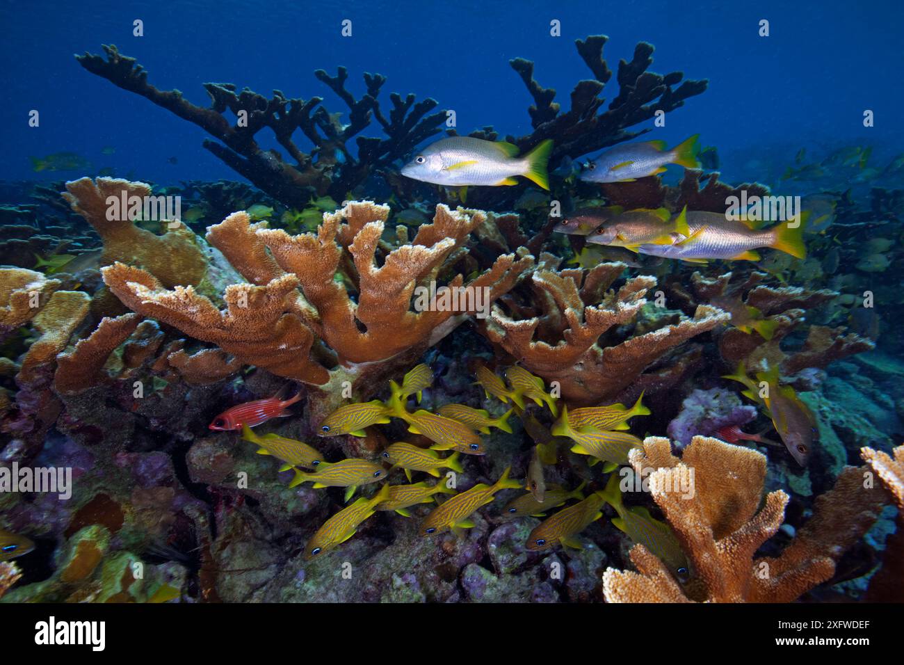 Corail Elkhorn (Acropora palmata) Grunt français (Haemulon flavolineatum) et vivaneau de maître d'école (Lutjanus apodus), Jardines de la Reina / jardins du parc national de la Reine, mer des Caraïbes, Ciego de Avila, Cuba, janvier. En danger critique d'extinction. Banque D'Images Corail Elkhorn (Acropora palmata) Grunt français (Haemulon flavolineatum) et vivaneau de maître d'école (Lutjanus apodus), Jardines de la Reina / jardins du parc national de la Reine, mer des Caraïbes, Ciego de Avila, Cuba, janvier. En danger critique d'extinction. Banque D'Images