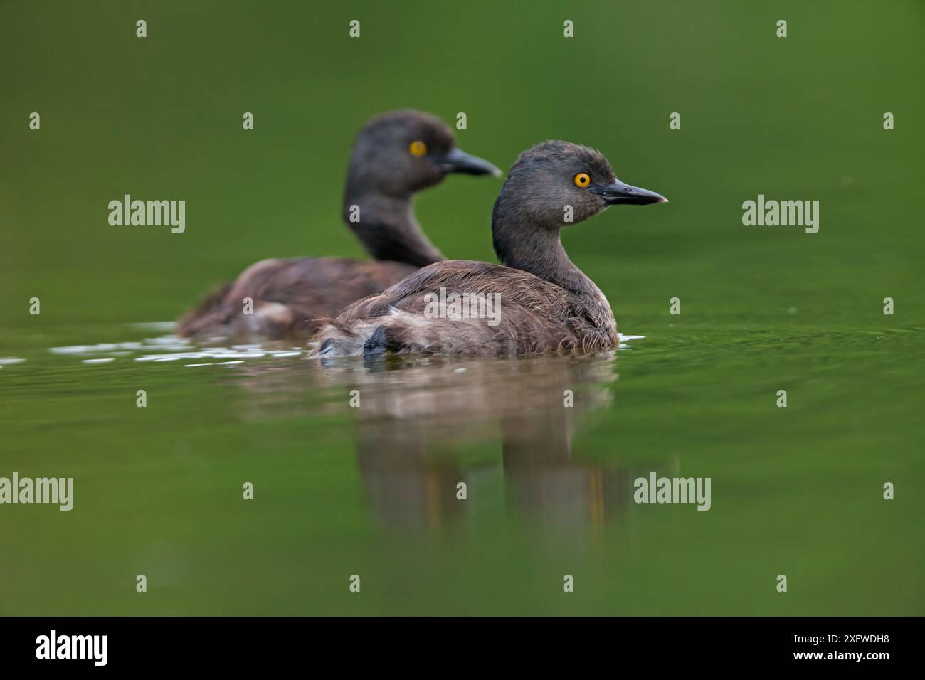 Moindres grebe (Tachybaptus dominicus), près de Bahia Cacaluta, Parc National Bahias de Huatulco, Oaxaca, sud du Mexique, août Banque D'Images