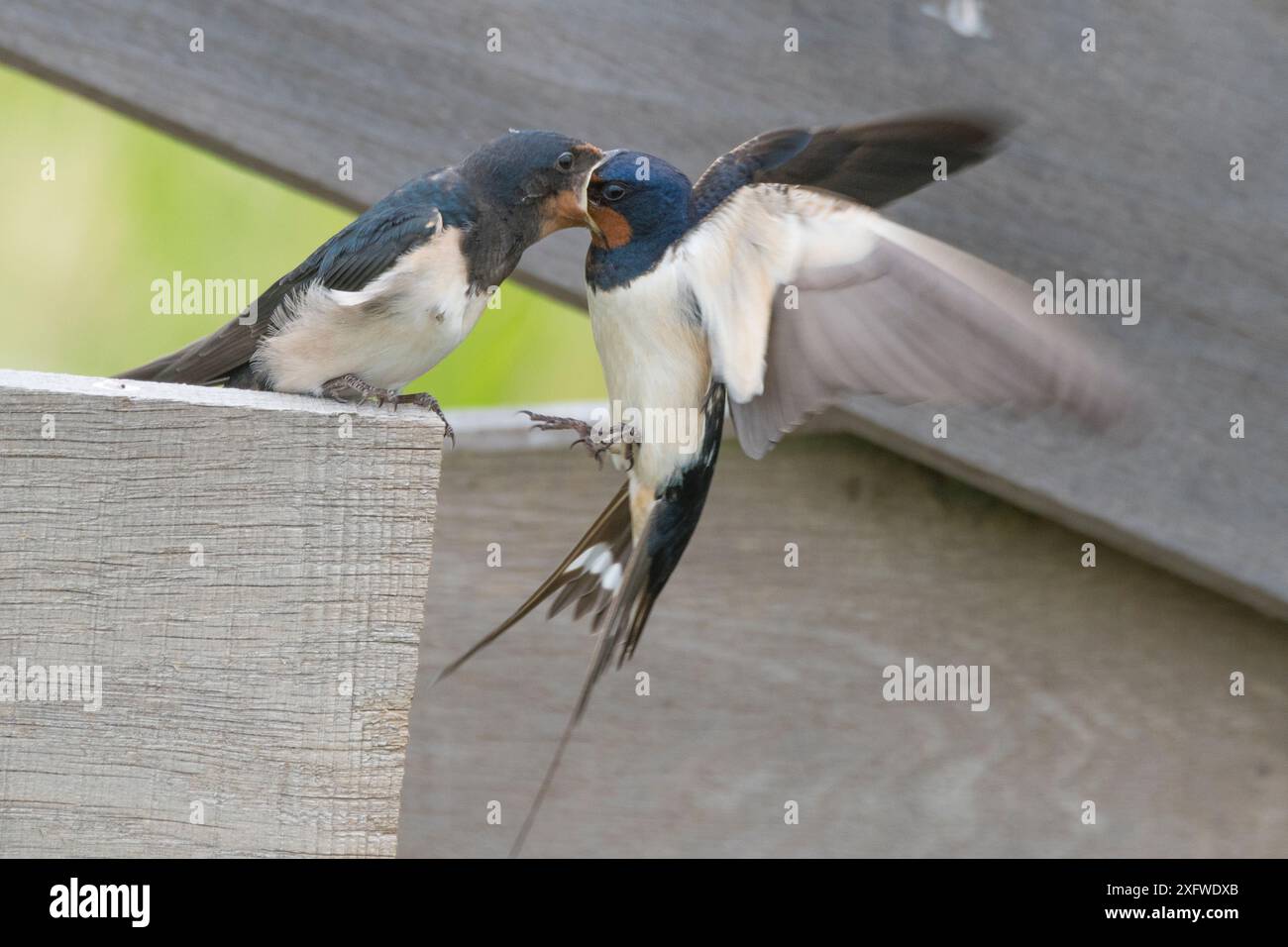 Hirondelle de grange (Hirundo rustica) nourrissant les adultes en bas âge, pays-Bas Banque D'Images