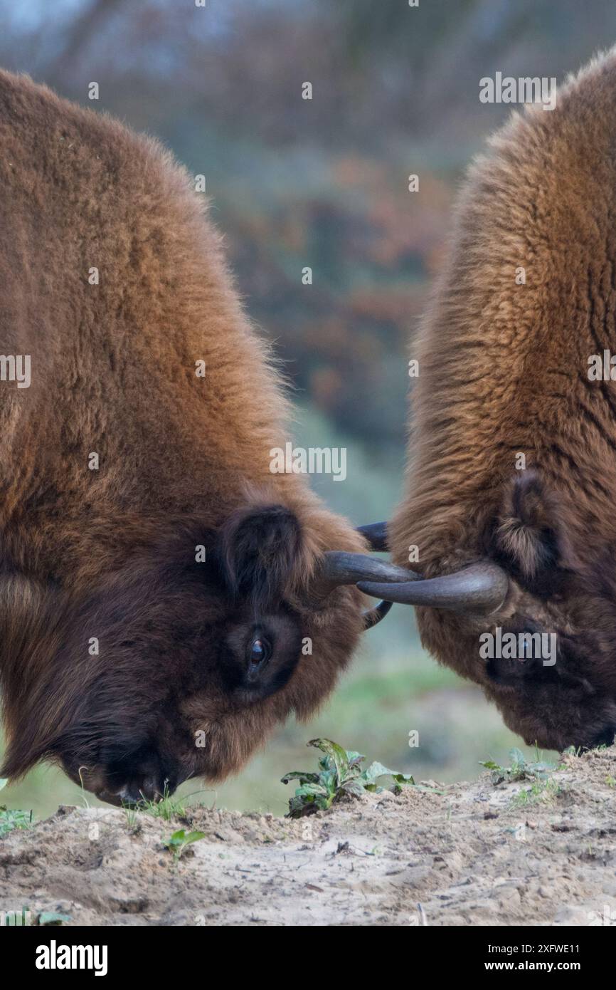 Combat du bison d'Europe (Bison bonasus), parc national de Zuid-Kennemerland, pays-Bas. Espèces réintroduites. Banque D'Images