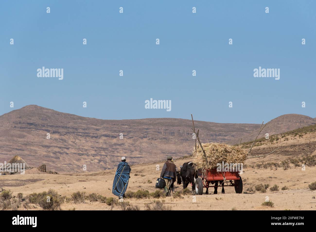 Agriculteurs transportant de la paille de maïs avec des bœufs, Semonkong, Lesotho. Août 2017 Banque D'Images