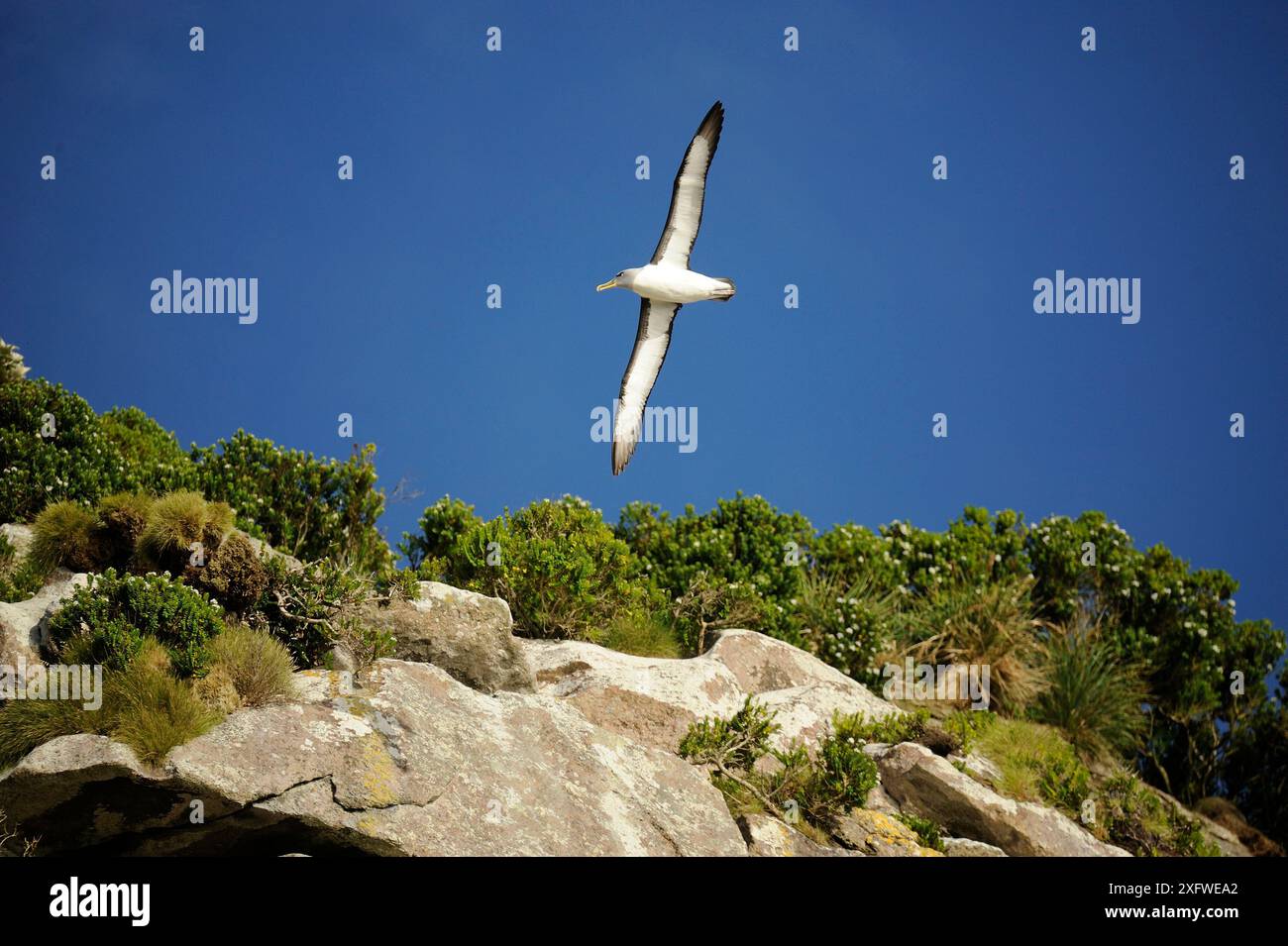 Albatros Bullers (Diomedea bulleri) planant autour des îles Snares, leur principal site de reproduction. Nouvelle-Zélande. Banque D'Images