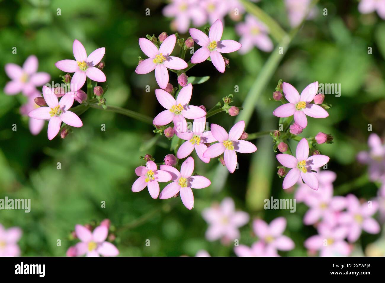 Fleurs de centaury commun (Centaurium erythraea), Wiltshire, Royaume-Uni, juillet. Banque D'Images