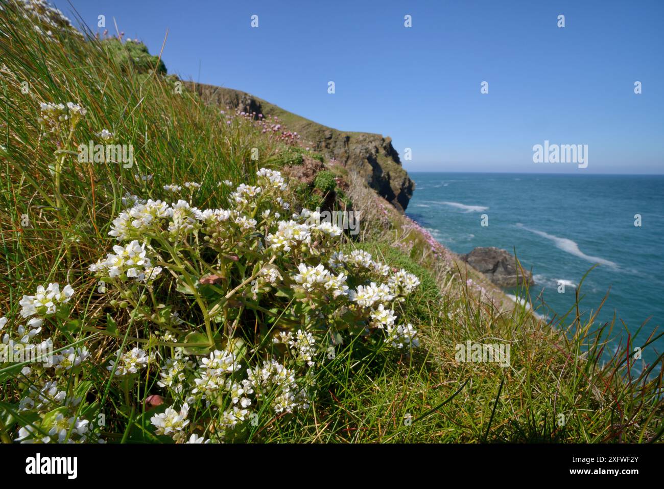 Le scorbut commun (Cochlearia officinalis) fleurissant sur la falaise côtière, Cornouailles, Royaume-Uni, mai. Banque D'Images