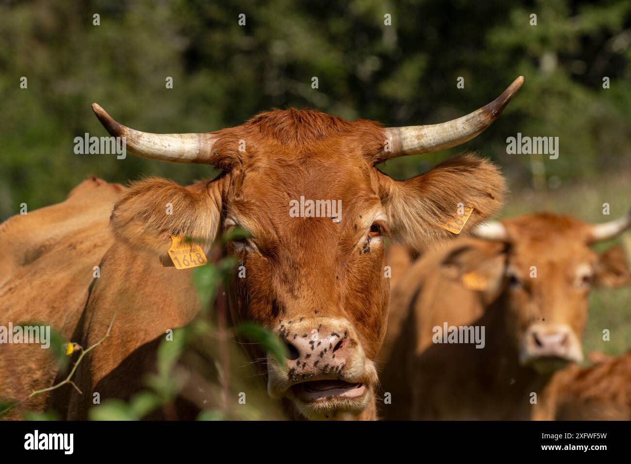 Troupeau de vaches blondes d'aquitaine, Parc naturel régional Ariège Pyrénées, massif de l'Arize, République française, Europe. Banque D'Images