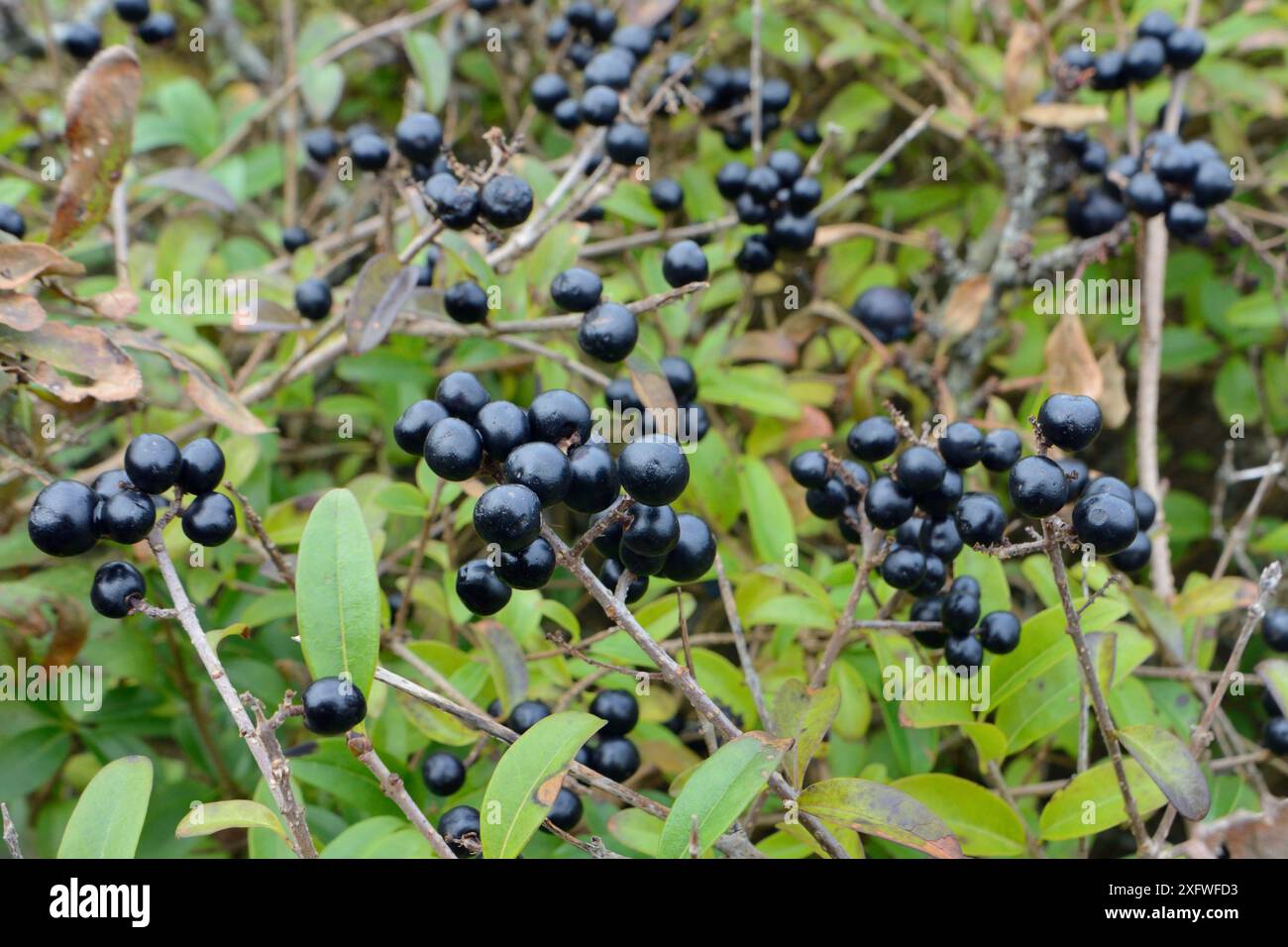 Arbuste sauvage (Ligustrum vulgare) en broussailles côtières avec grappes de baies, Cornouailles, Royaume-Uni, octobre. Banque D'Images