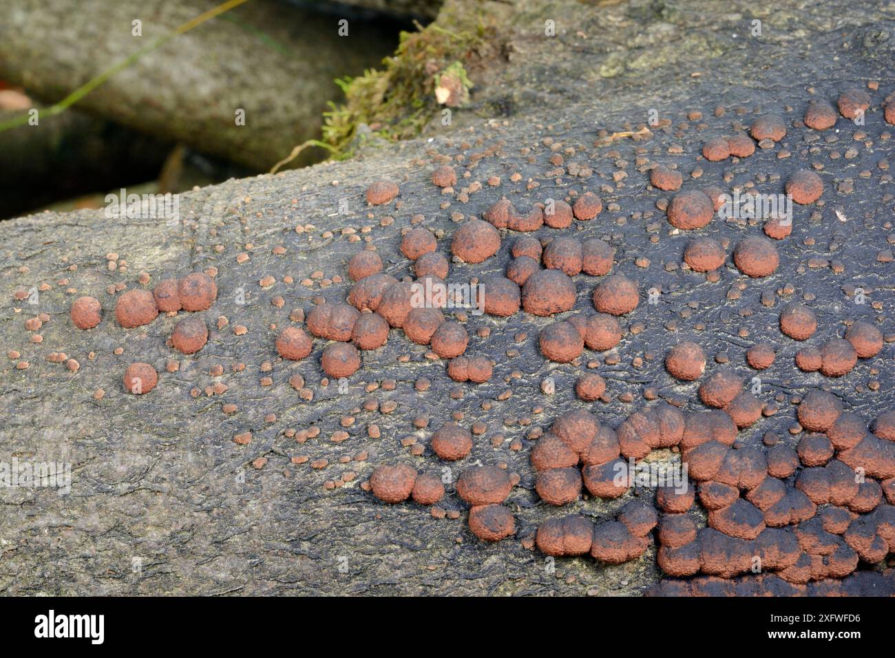 Verruche en hêtre / coussin rouge Hypoxylon (Hypoxylon fragiforme) corps fructifiants sur une bûche de hêtre (Fagus sylvatica) produisant des spores noires, GWT Lower Woods Reserve, Gloucestershire, Royaume-Uni, octobre. Banque D'Images