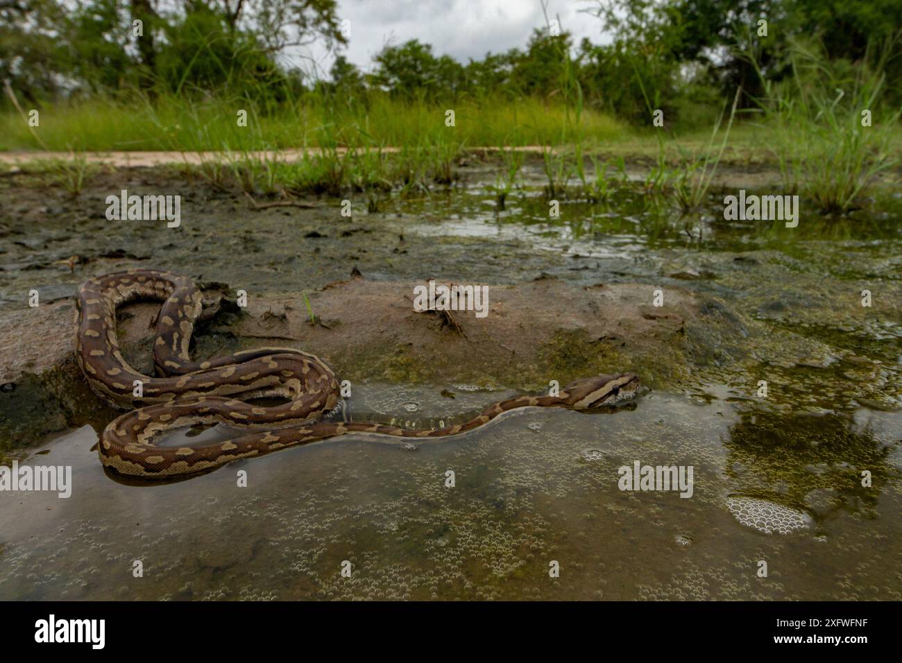 Python rocheux africain (Python sebae) dans un étang, parc national de Gorongosa, Mozambique. Banque D'Images