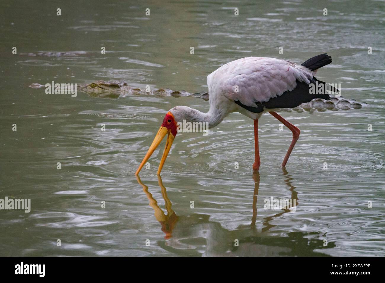 La cigogne à bec jaune (Mycteria ibis) pêche dans la rivière Msicadzi, dans le parc national de Gorongosa, au Mozambique, tandis qu'un crocodile du Nil (Crocodylus niloticus) passe devant. Pendant la saison sèche, de nombreuses sources d'eau assèchent les poissons piégeant dans des zones plus petites. De nombreux oiseaux et crocodiles se rassemblent pour se nourrir de cette abondante source de nourriture. Banque D'Images
