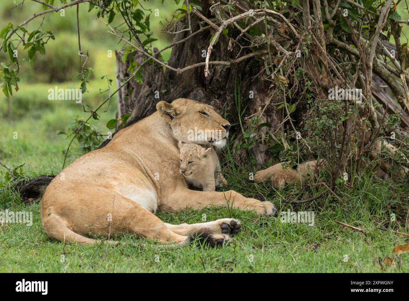 Lion (Panthera leo), femelle avec deux oursons âgés de 6 semaines, Masai-Mara Game Reserve, Kenya Banque D'Images