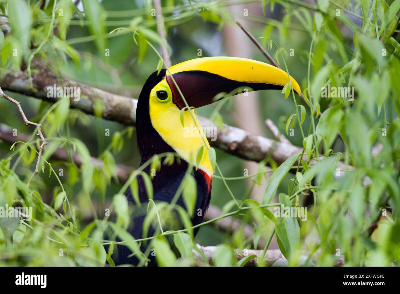 Portrait du toucan (Ramphastos ambiguus swainsonii) de Swainson, Costa Rica Banque D'Images