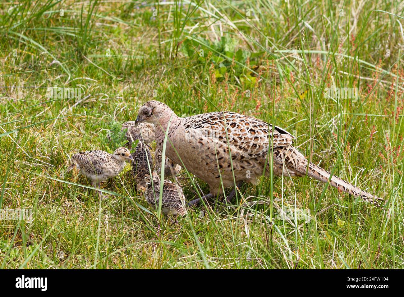 Femelle faisan (Phasianus colchicus) avec poussins, îles de Frise orientale, Parc national de la mer des Wadden basse-Saxe. Mer des Wadden site classé au patrimoine mondial de l'UNESCO, Allemagne, juin. Banque D'Images