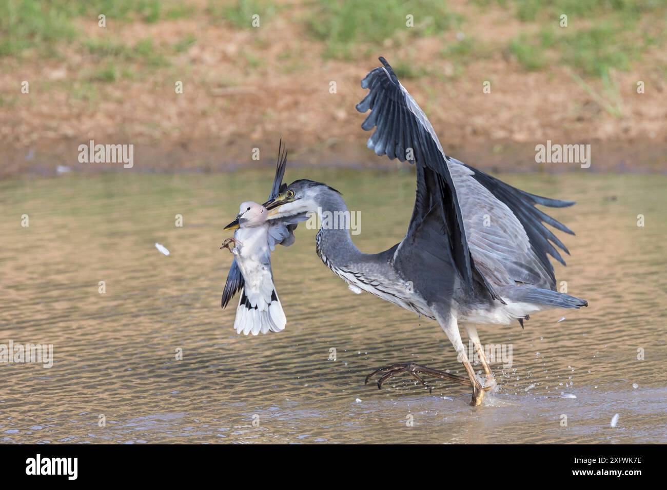 Héron à tête noire (Ardea melanocephala) capturant la tourterelle du Cap (Streptopelia capicola), parc transfrontalier de Kgalagadi, Afrique du Sud, février. Banque D'Images