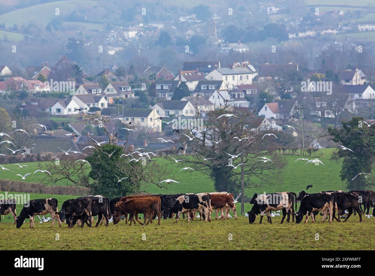 Vaches laitières avec Newton Poppleford en arrière-plan, Devon, Angleterre, Royaume-Uni, février 2017. Banque D'Images