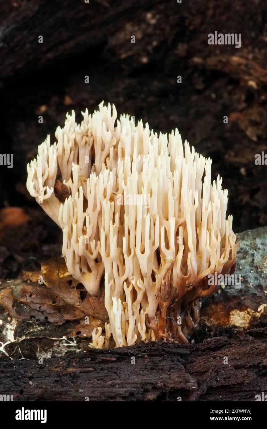 Champignon corallien debout (Ramaria stricta), Ebernoe Common, West Sussex, Angleterre, Royaume-Uni. Octobre. Banque D'Images