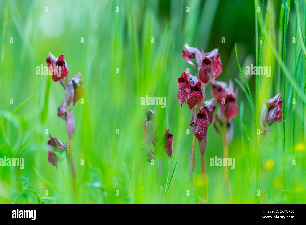 Orchidée sérapie à lèvres longues (Serapias vomeracea), Liendo, Cantabrie, Espagne. Mai. Banque D'Images