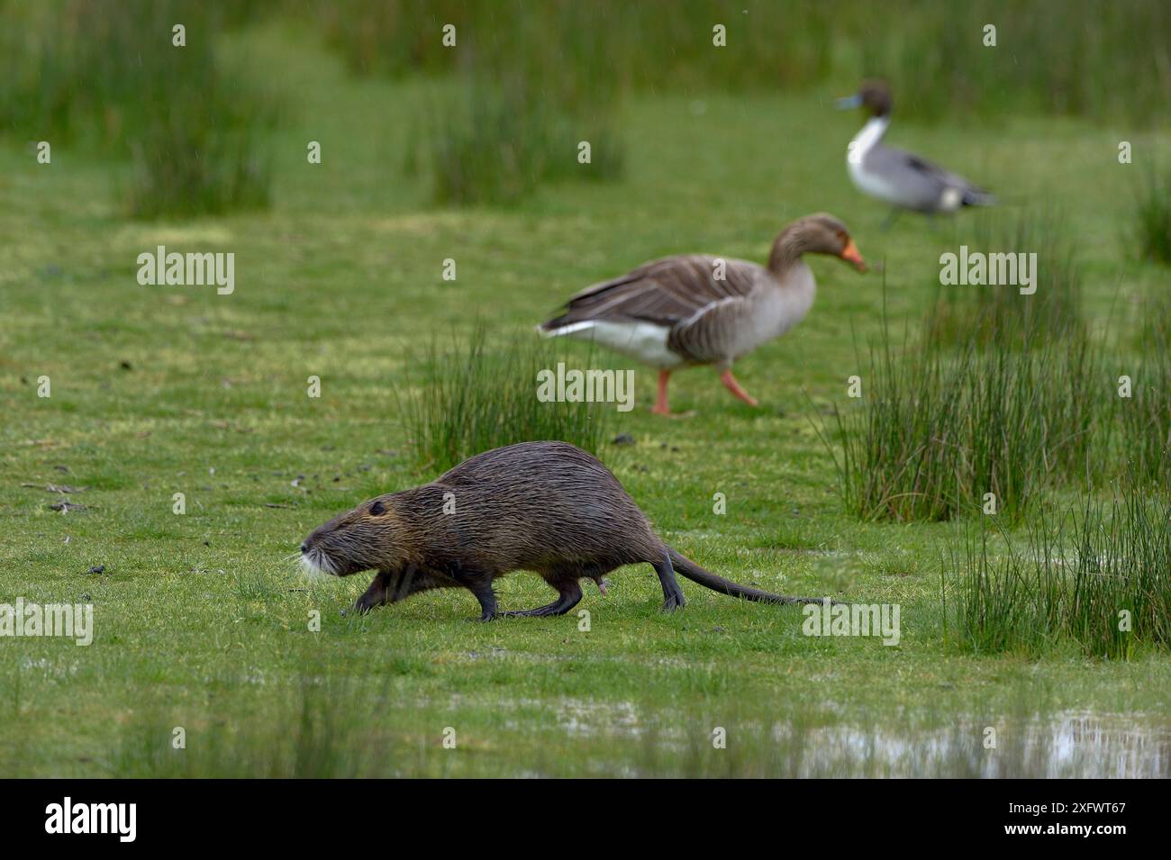 Coypu (Myocastor coypus) avec oie de Greylag (Anser anser) et canard en arrière-plan. Le Teich, Gironde, Nouvelle-Aquitaine, France. Avril. Banque D'Images