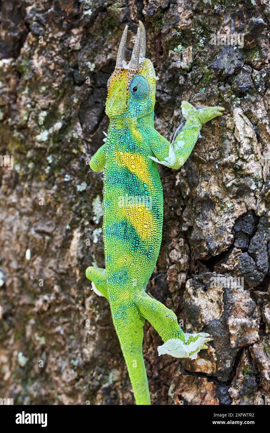 Le caméléon à trois cornes de Jackson (Trioceros jacksonii) grimpant sur un arbre. Forêt impénétrable de Bwindi, Ouganda.;caméléon à trois cornes de Jackson (Trioceros jacksonii) grimpant sur un arbre. Bwindi impénétrable, Ouganda. Banque D'Images