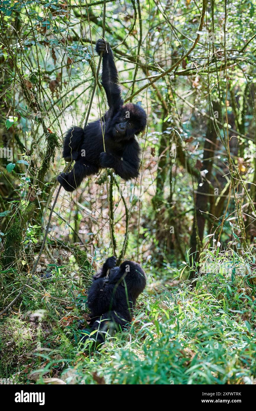 Gorille de montagne (Gorilla beringei beringei) deux bébés, âgés de 15 mois, jouant, membres du groupe Nyakagezi, Parc national de Mgahinga, Ouganda., en danger critique d'extinction. Banque D'Images Gorille de montagne (Gorilla beringei beringei) deux bébés, âgés de 15 mois, jouant, membres du groupe Nyakagezi, Parc national de Mgahinga, Ouganda., en danger critique d'extinction. Banque D'Images