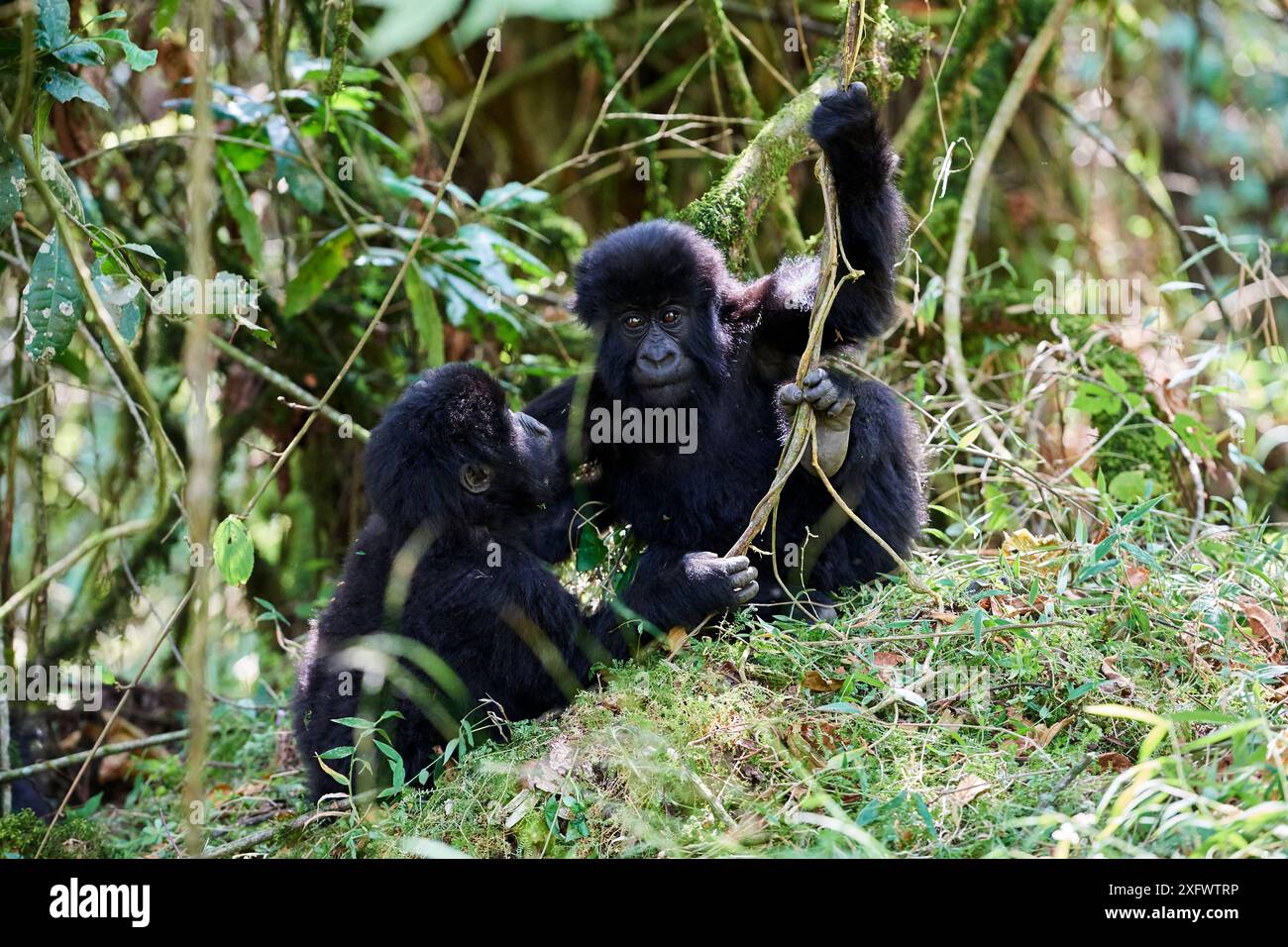 Gorille de montagne (Gorilla beringei beringei) deux bébés, âgés de 15 mois, jouant, membres du groupe Nyakagezi, Parc national de Mgahinga, Ouganda., en danger critique d'extinction. Banque D'Images Gorille de montagne (Gorilla beringei beringei) deux bébés, âgés de 15 mois, jouant, membres du groupe Nyakagezi, Parc national de Mgahinga, Ouganda., en danger critique d'extinction. Banque D'Images