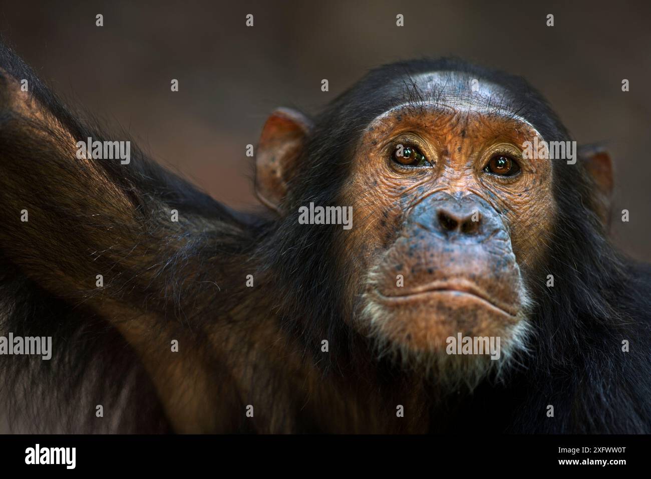 Chimpanzé oriental (Pan troglodytes schweinfurtheii) adolescent mâle 'Tarzan' âgé de 14 ans portrait. Parc national de Gombe, Tanzanie. Septembre 2013. Banque D'Images