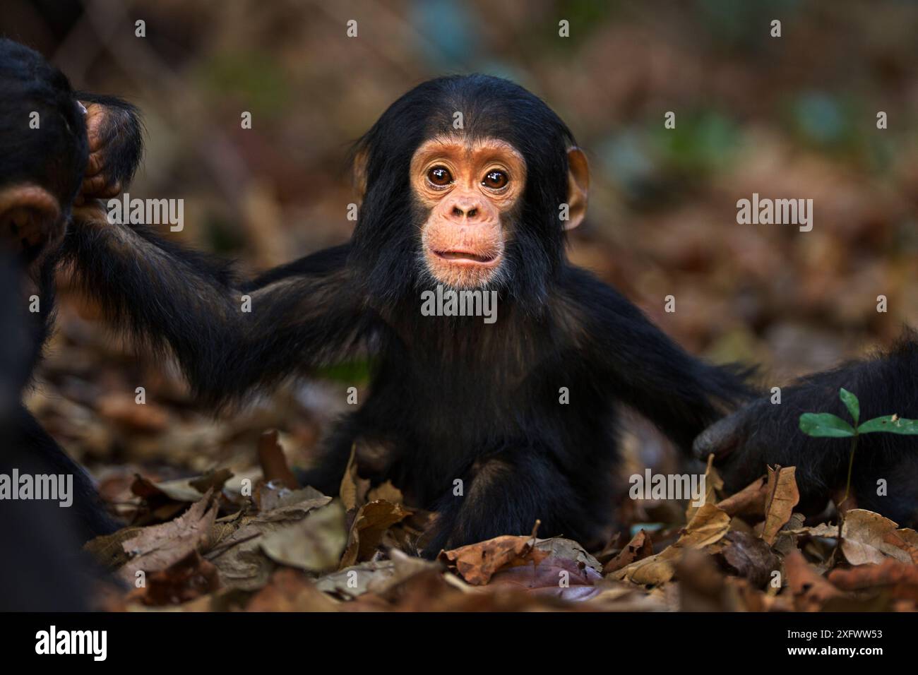 Chimpanzé oriental (Pan troglodytes schweinfurtheii) nourrisson mâle 'Shwali' âgé de 10 mois assis dans des feuilles séchées. Parc national de Gombe, Tanzanie. Septembre 2013. Banque D'Images