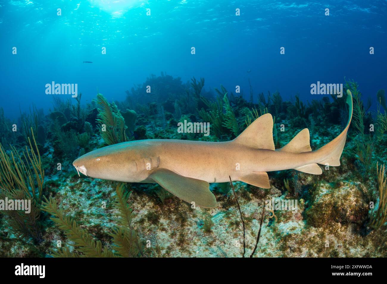 Requin nourricier (Ginglymostoma cirratum) avec mâchoire endommagée nageant au-dessus du récif corallien le soir. Mur du Nord, Grand Caïman, Îles Caïmans, Antilles britanniques. Mer des Caraïbes. Banque D'Images