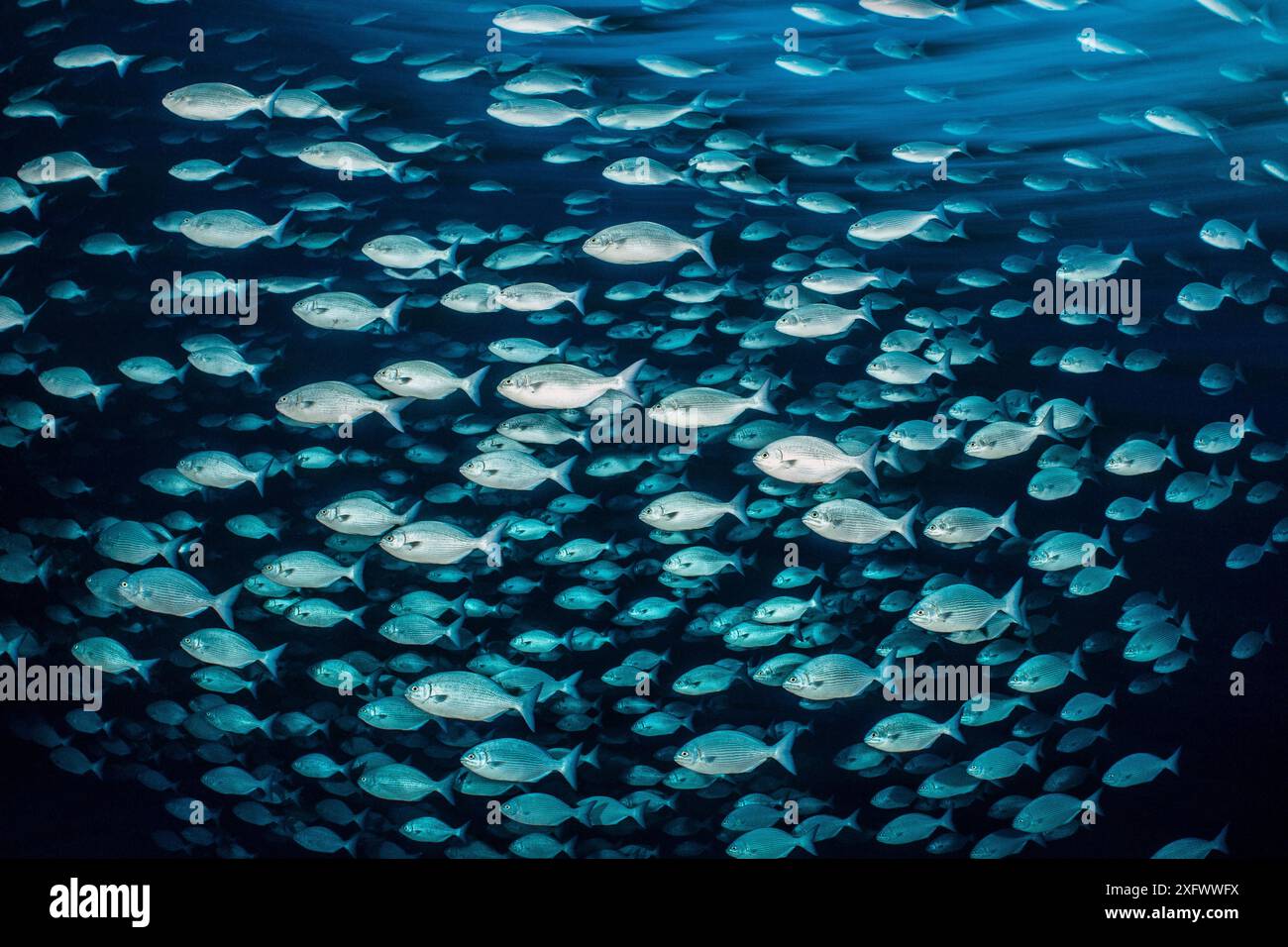 Chub Brassy (Kyphosus vaigiensis) nageant à travers le chenal dans le récif corallien au crépuscule. Île d'Alimatha, atoll de Vavuu, Maldives. Océan Indien. Banque D'Images