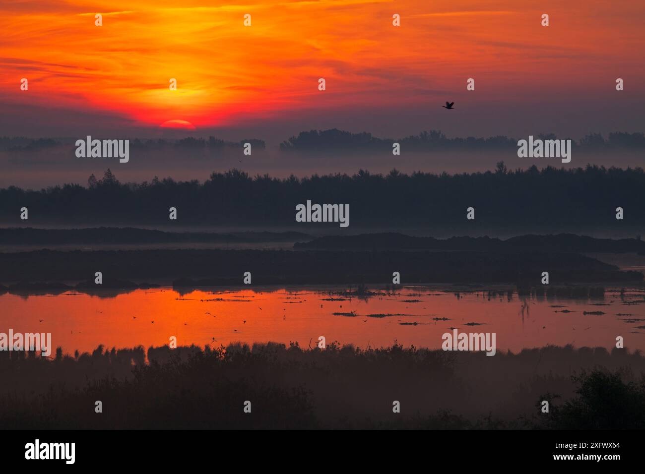 Lever de soleil brumeux sur le marais de Tiszaalpar, parc national de Kiskunsag, Hongrie, juin 2017 Banque D'Images