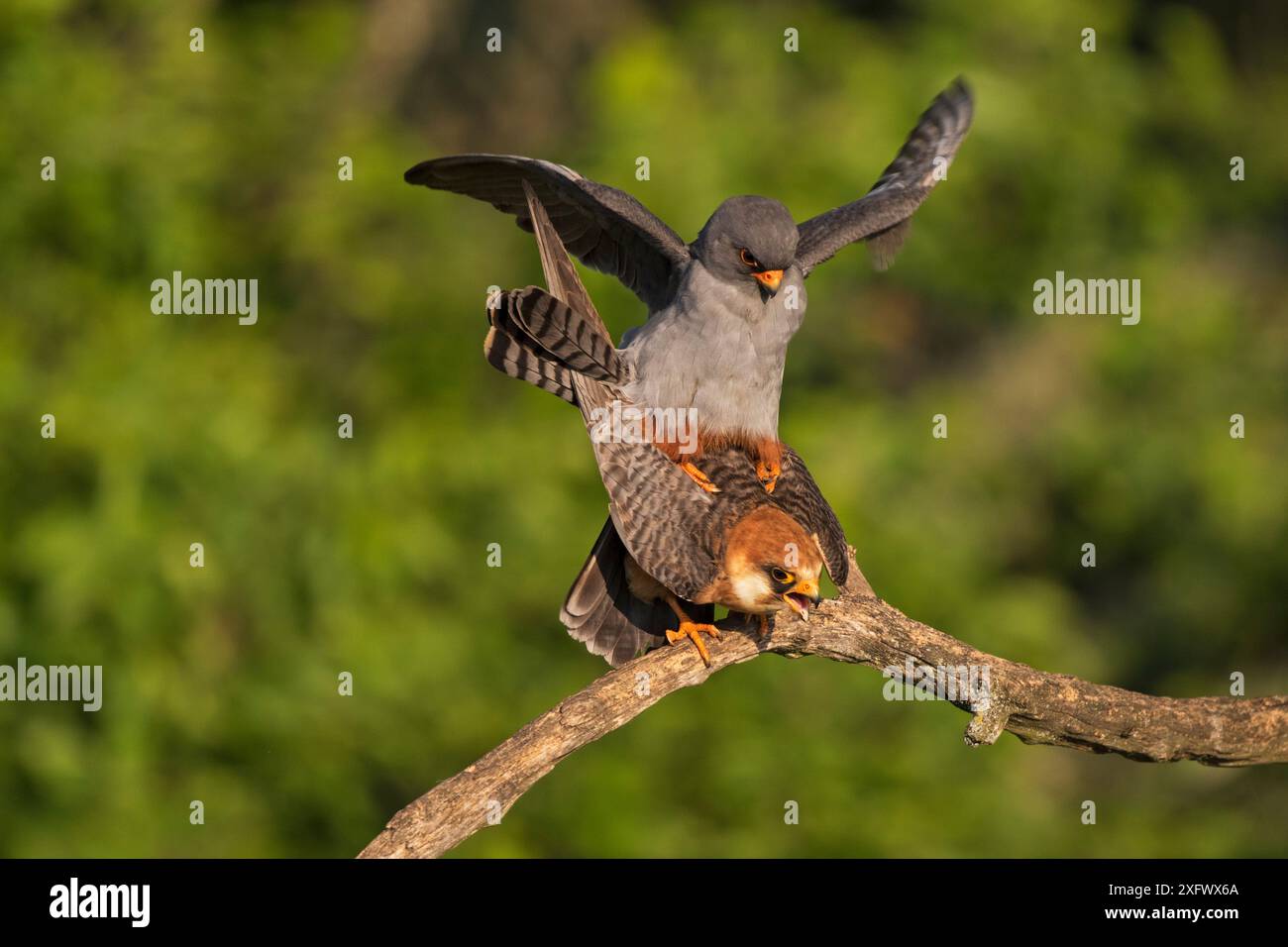 Accouplement de paires de faucons à pieds rouges (Falco vespertinus), Tiszaalpar, Parc national de Kiskunsag, Hongrie mai. Banque D'Images Accouplement de paires de faucons à pieds rouges (Falco vespertinus), Tiszaalpar, Parc national de Kiskunsag, Hongrie mai. Banque D'Images