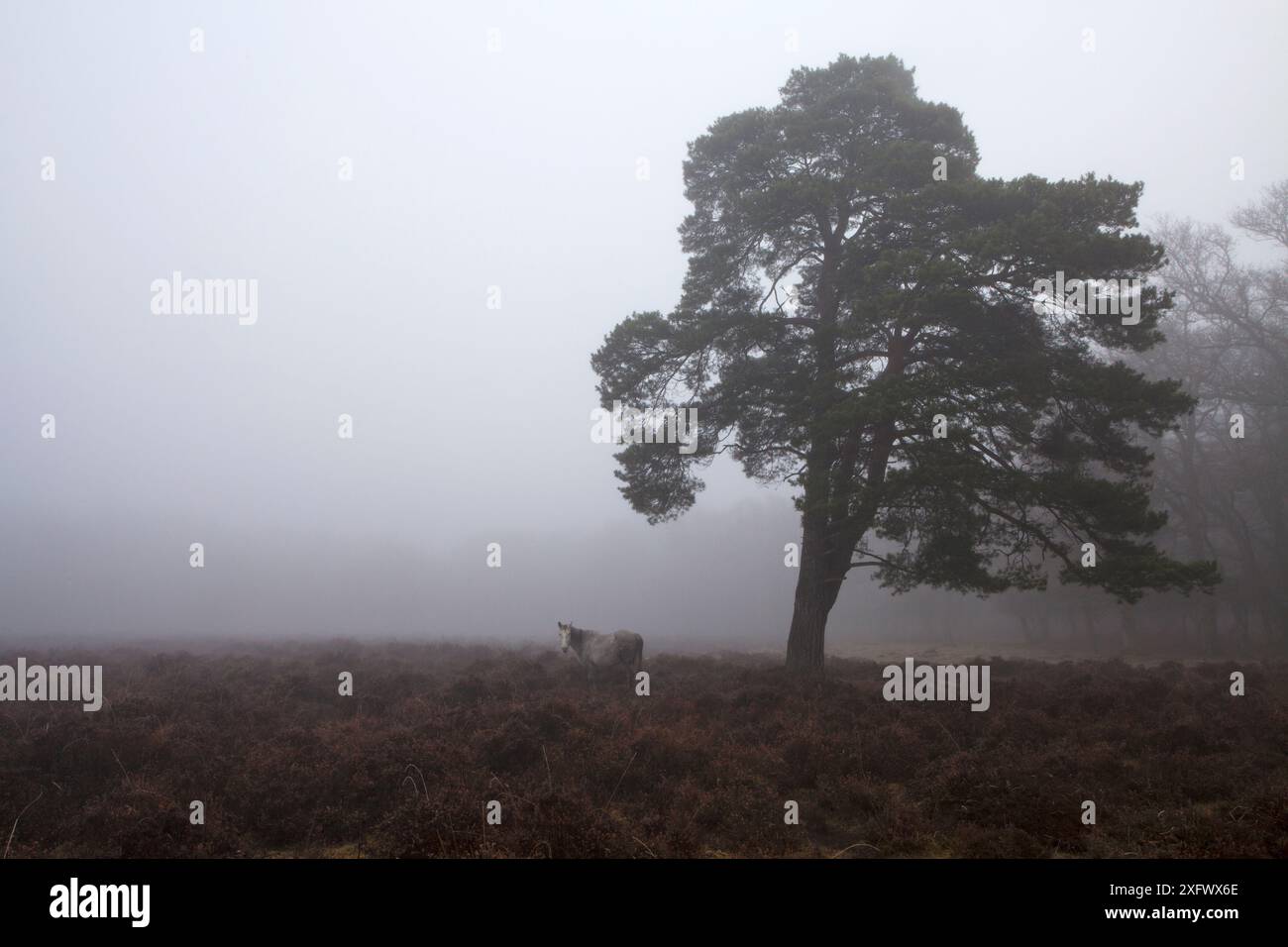 Pin sylvestre (Pinus sylvestris) et landes inondées dans la brume, près de Brinken Wood, New Forest National Park, Hampshire, Angleterre, Royaume-Uni, janvier 2017 Banque D'Images Pin sylvestre (Pinus sylvestris) et landes inondées dans la brume, près de Brinken Wood, New Forest National Park, Hampshire, Angleterre, Royaume-Uni, janvier 2017 Banque D'Images